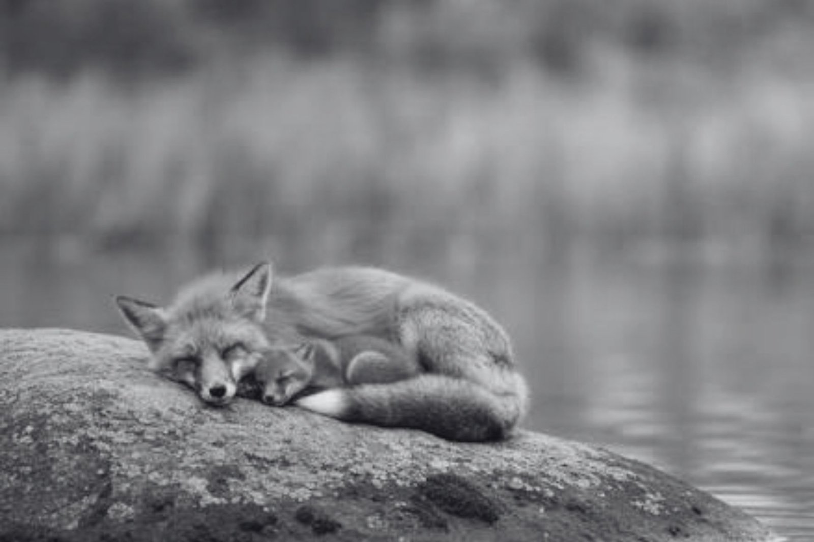 El zorrito y el gatito del lago