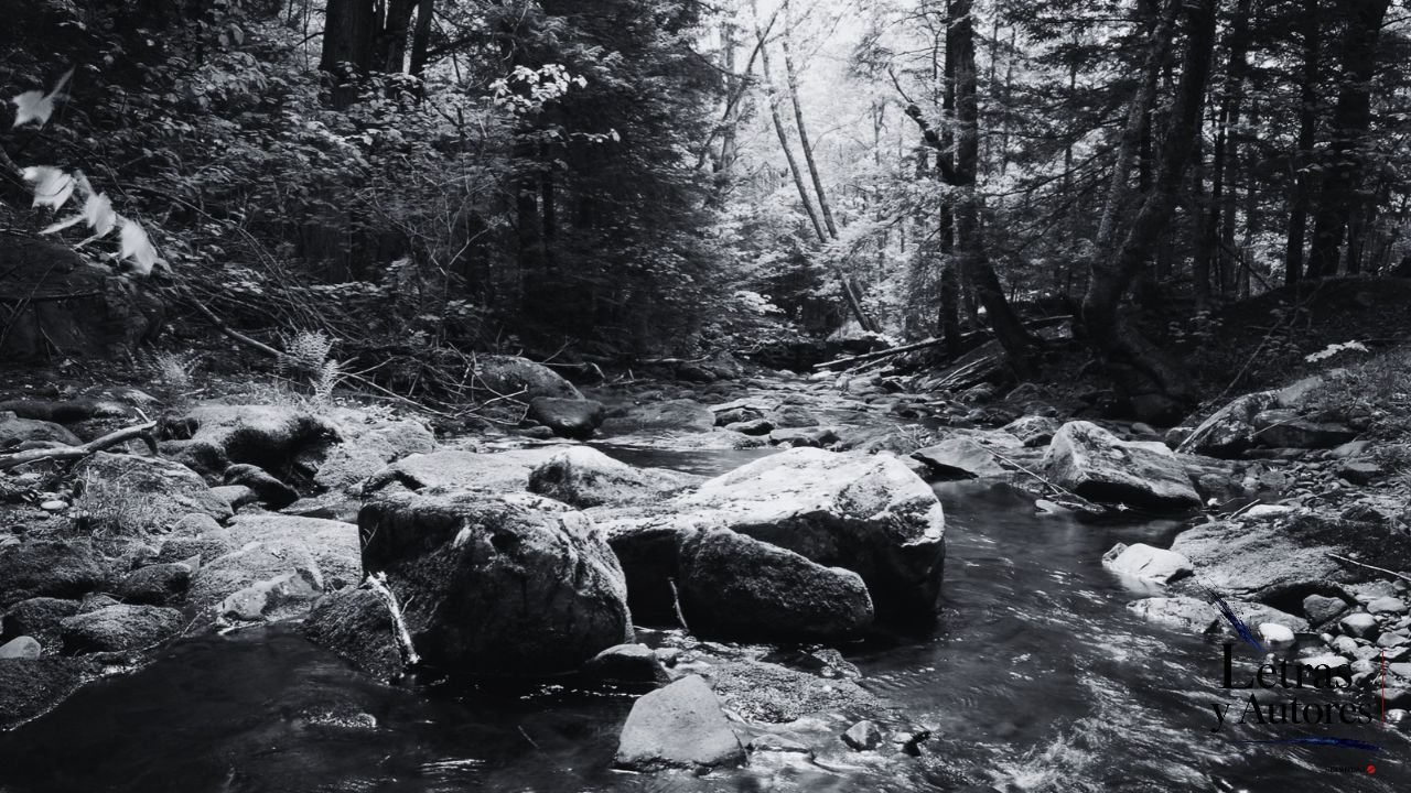 Donde el bosque y el río responden
